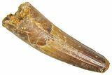 Fossil Spinosaurus Tooth - Real Dinosaur Tooth #366468-1